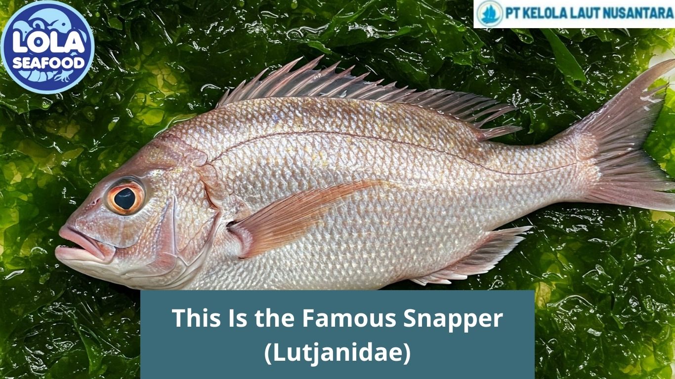 This Is the Famous Snapper (Lutjanidae)